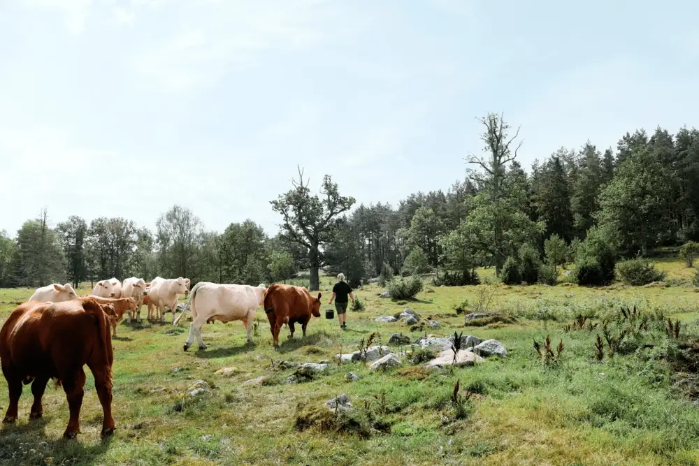 Pilotstudie ska undersöka nya möjligheter för svenska nötproducenter